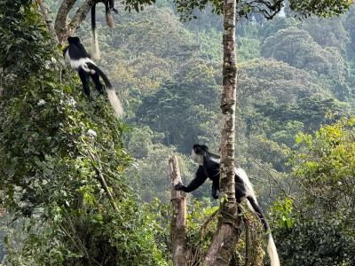 Dzień 10 - Uganda - goryle górskie - trekking z rangerami 2h-7h